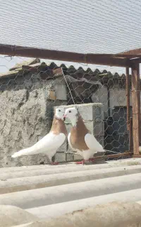 سه جفت رنگی