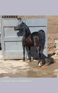 فروش نریان