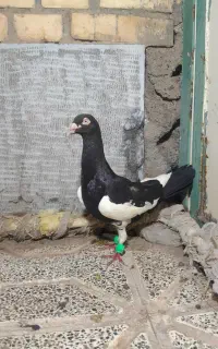 یهودی نر معاوضه