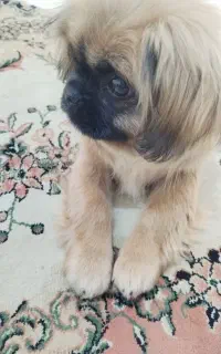 سگ پیکینیز امپریال