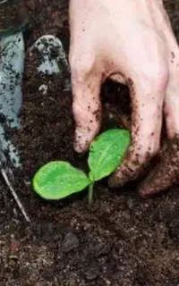 کود 100% ارگانیک با افزایش تناژ