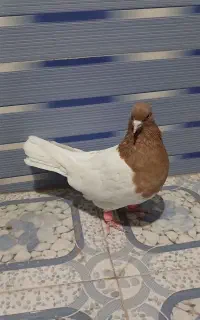کبوتر نر کله زرد کاکل