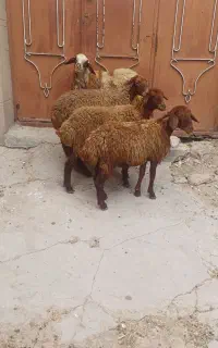 4راس کاور ماده مهربان داشتی باب داشت