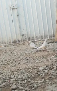 کفتر پرشی