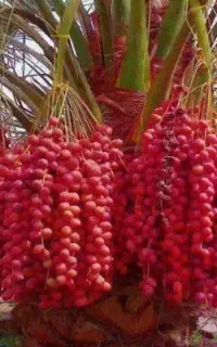 درخت