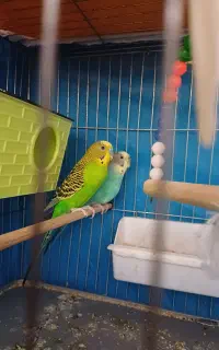یک جفت مرغ عشق