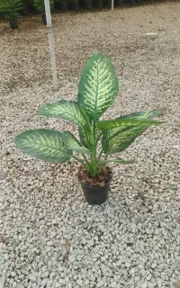 همکار خانم برای گلخانه