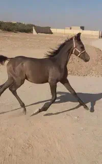 اسباب بازی اسب