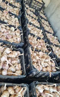 سیر قرمز بذری