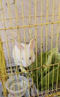 خرگوش خانگی