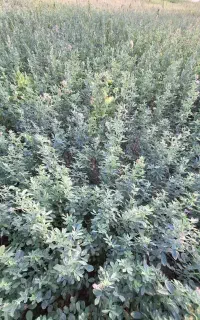 فروش بذر یونجه