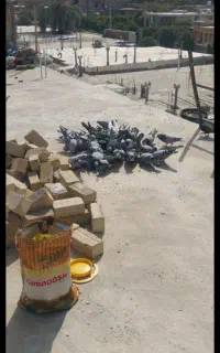 کبوتر پلاکی