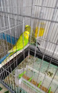 مرغ عشق