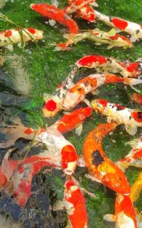 انواع ماهی کوی نژاددار ریز تا مولد 5 تا 75 سانت