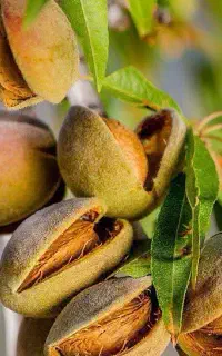 تولید و عرضه نهال بادام مامایی مقاوم به سرما