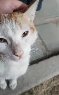 واگذاری گربه