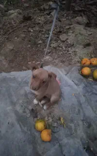 سگ پاکوتاه