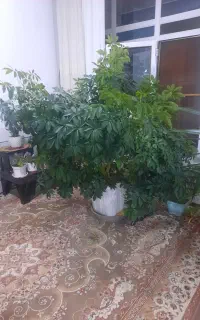 گل شفلرا