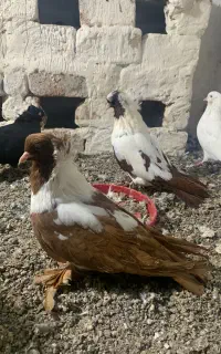 دوجفت ککیلی