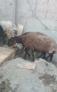 میش و بره