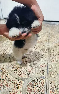 توله سگ دوماهه