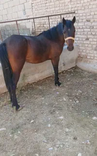 کره اسب مادیان