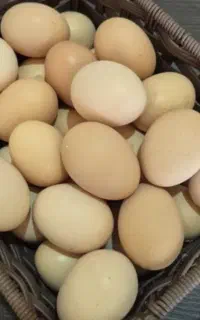 تخم مرغ محلی