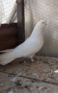 سفید چشم سفید