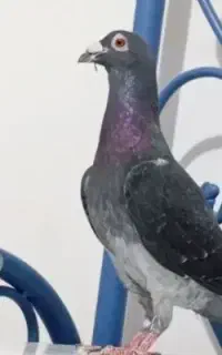پلاکی