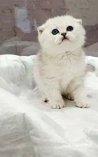 گربه بریتیش و اسکاتیش