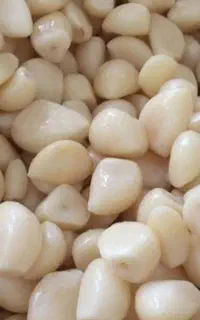 نیروخانم کارگاه سیر