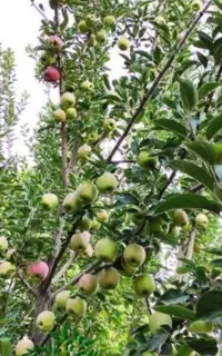 نیاز مند کارگر آقا و خانم برای میوه چینی