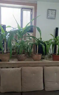 گل‌های اشک ملکه