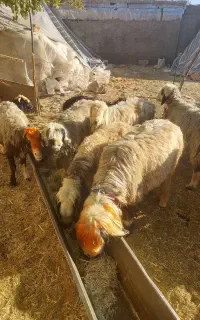 می ش