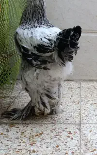 خروس برهما