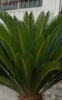 فروش برگ سیکاس