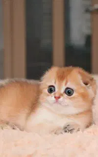 دبل فولد های کوچولو