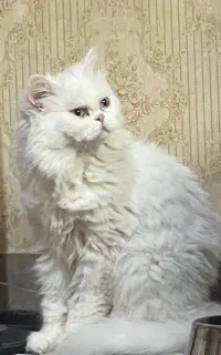 پرشین فلت 1 ساله برای جفتگیری
