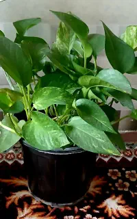 حراج چند نمونه گل