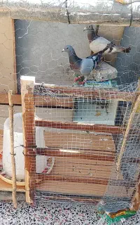 کبوتر گم شده