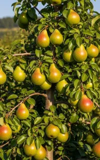 فروش نهال با بسته بندی وکیوم