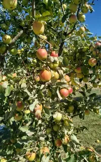 خریدار سیب ،گلابی،گردو