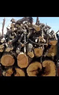 درخت وچوب همه نوع..تسویه نقدی..پای باسکول
