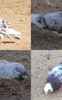 کبوتر گمشده