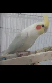 عروس نربالغ