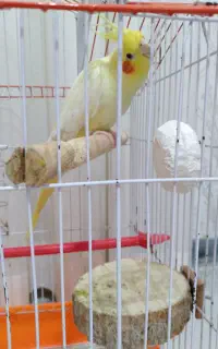 عروس هلندی ماده