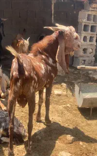پازن و بز