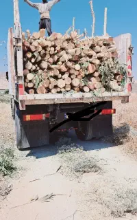 چوب اکالیپتوس به قیمت بالا