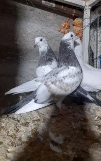 تعدادی جوجه کفتر گمشده
