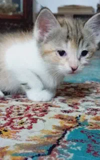 واگذاری بچه گربه رایگان